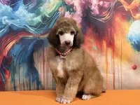 Orange collar , a female Poodle - Standard  for sale in Houma, LA – Photo 2 of 4