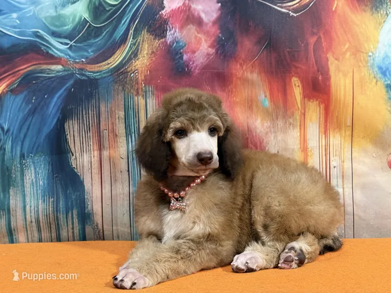 Orange collar , a female Poodle - Standard  for sale in Houma, LA – Photo 1 of 4