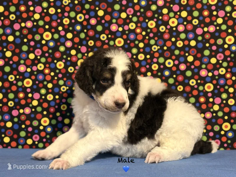 Blue – Poodle - Standard  puppy on hold in Houma, LA