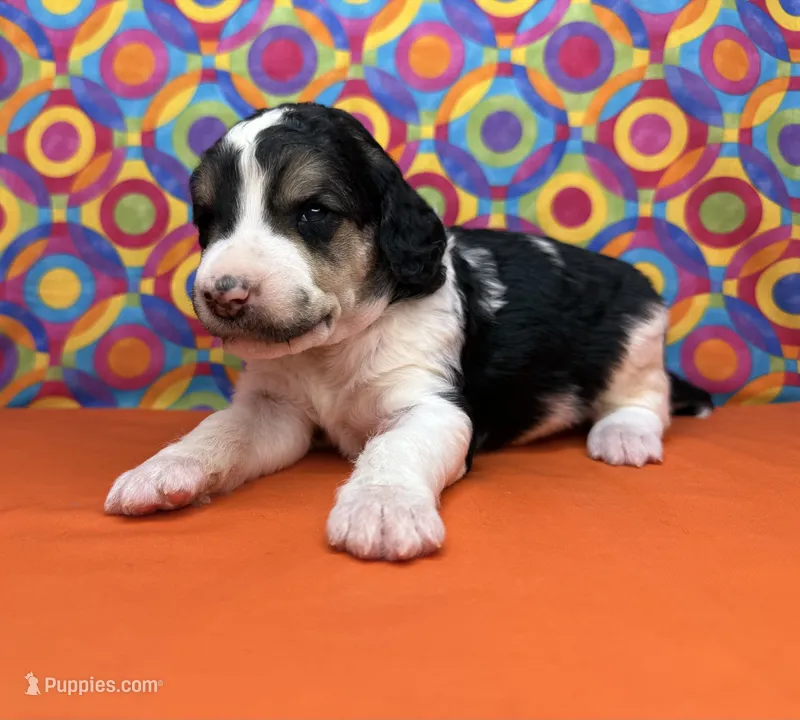 Orange – Poodle - Standard  puppy for sale in Houma, LA