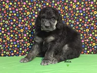 Green-2, a male Poodle - Standard  for sale in Houma, LA – 7 of 9