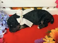 Red, a female Poodle - Standard  for sale in Houma, LA – 3 of 3