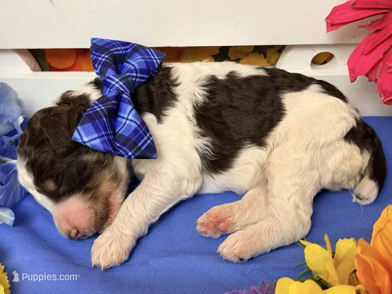 Blue – Poodle - Standard  puppy for sale in Houma, LA