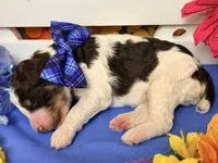 Blue, a male Poodle - Standard  for sale in Houma, LA – 1 of 1