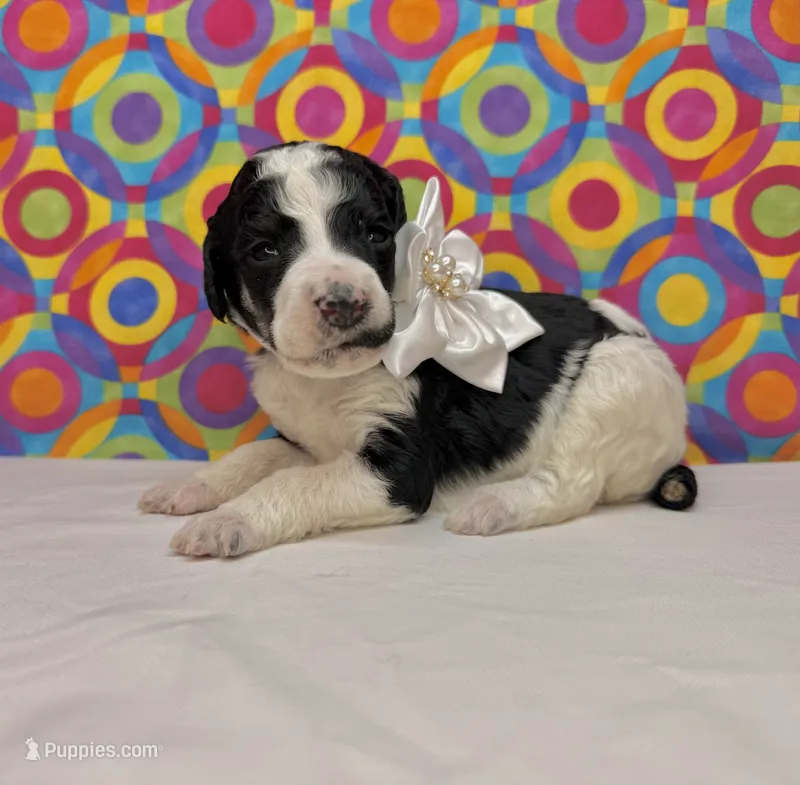 White – Poodle - Standard  puppy for sale in Houma, LA