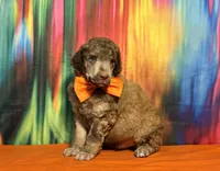 Orange-2, a male Poodle - Standard  for sale in Houma, LA – 6 of 9