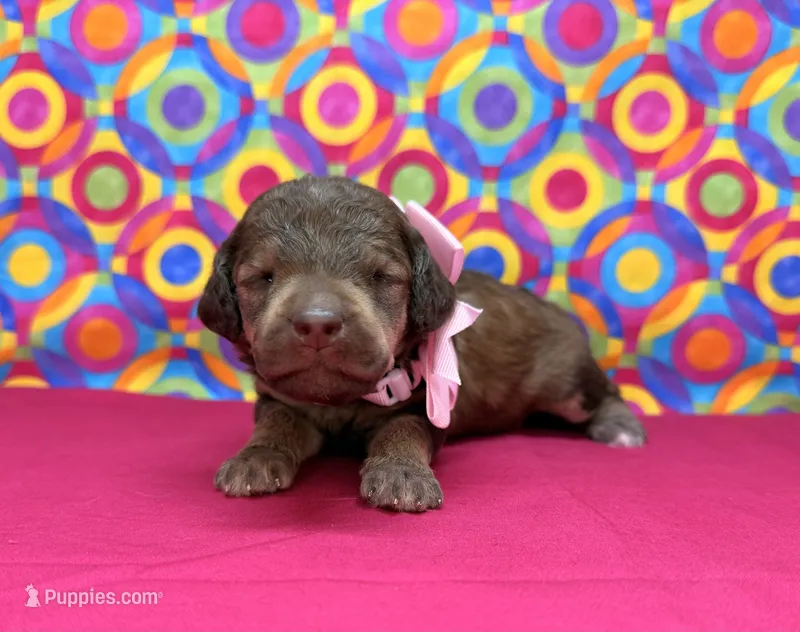 Pink -2 – Poodle - Standard  puppy for sale in Houma, LA