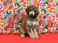 Red - 2, a male Poodle - Standard  for sale in Houma, LA – 3 of 8