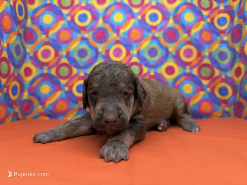 Orange-2 – Poodle - Standard  puppy for sale in Houma, LA