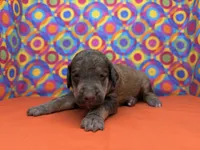 Orange-2, a male Poodle - Standard  for sale in Houma, LA – 8 of 9