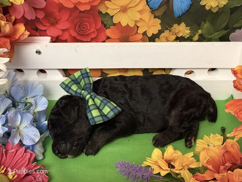 Green – Poodle - Standard  puppy for sale in Houma, LA