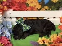 Green, a male Poodle - Standard  for sale in Houma, LA – 1 of 1
