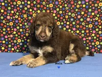 Blue-2, a male Poodle - Standard  for sale in Houma, LA – 7 of 9