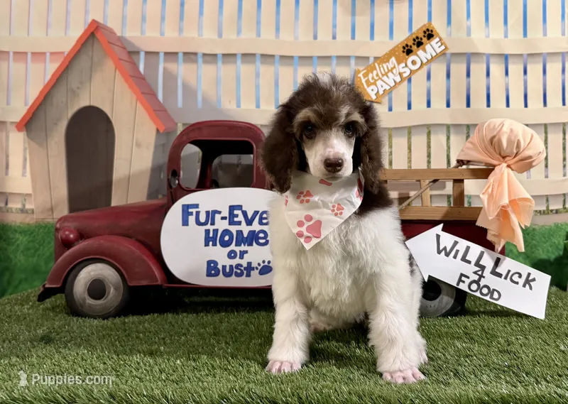 Peach – Poodle - Standard  puppy for sale in Houma, LA