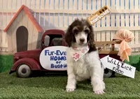 Peach, a female Poodle - Standard  for sale in Houma, LA – 1 of 9