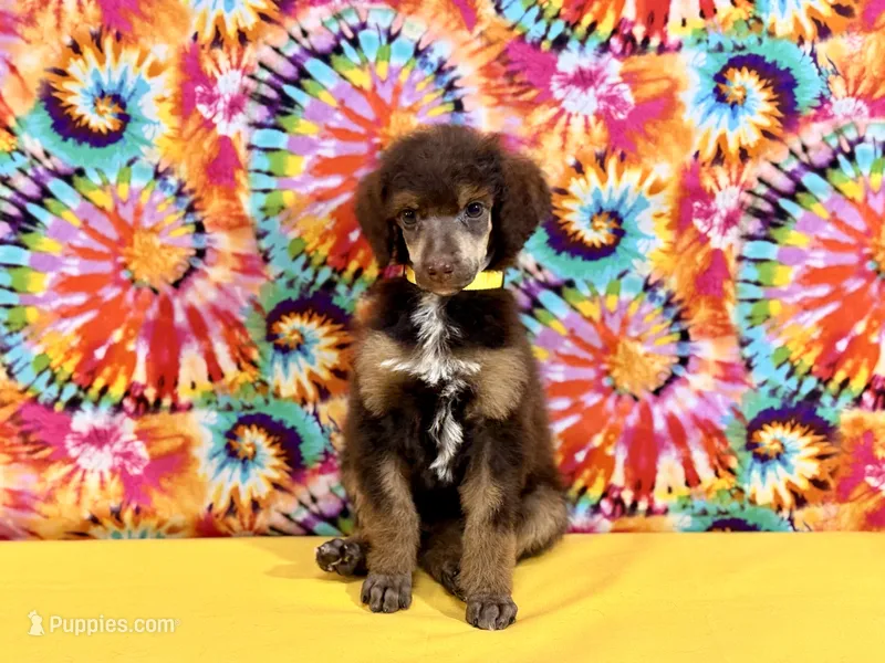 Yellow - 2 – Poodle - Standard  puppy for sale in Houma, LA