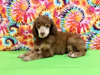 Green-2, a male Poodle - Standard  for sale in Houma, LA – 2 of 9
