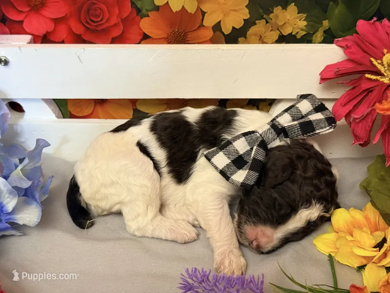 Grey – Poodle - Standard  puppy for sale in Houma, LA