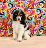 Peach, a female Poodle - Standard  for sale in Houma, LA – 4 of 9