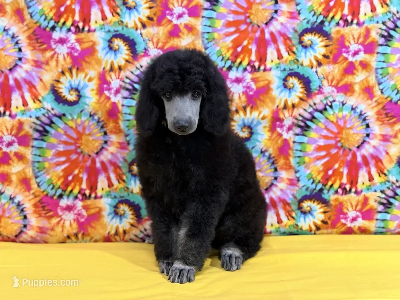 Yellow – Poodle - Standard  puppy for sale in Houma, LA