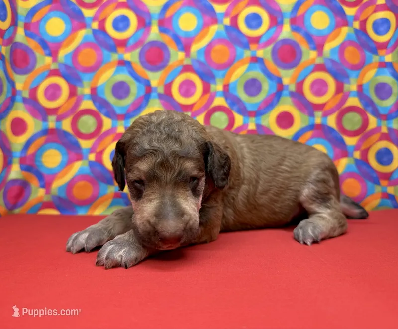 Red - 2 – Poodle - Standard  puppy for sale in Houma, LA