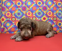 Red - 2, a male Poodle - Standard  for sale in Houma, LA – 6 of 8