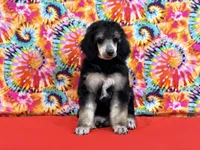 Red, a female Poodle - Standard  for sale in Houma, LA – 6 of 9