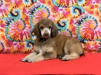 Red - 2, a male Poodle - Standard  for sale in Houma, LA – 2 of 8
