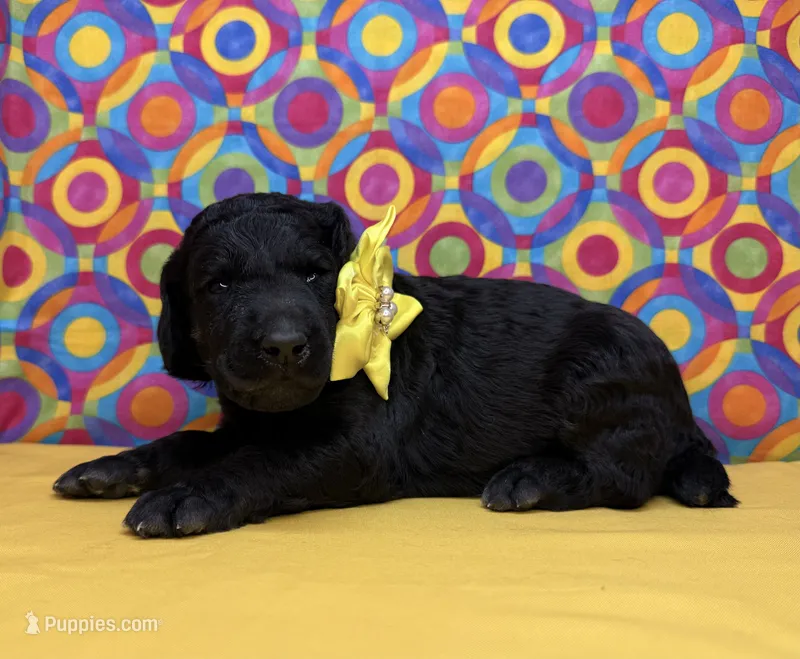Yellow – Poodle - Standard  puppy for sale in Houma, LA