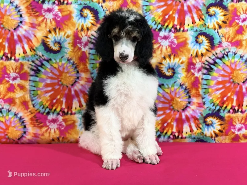 Pink – Poodle - Standard  puppy for sale in Houma, LA
