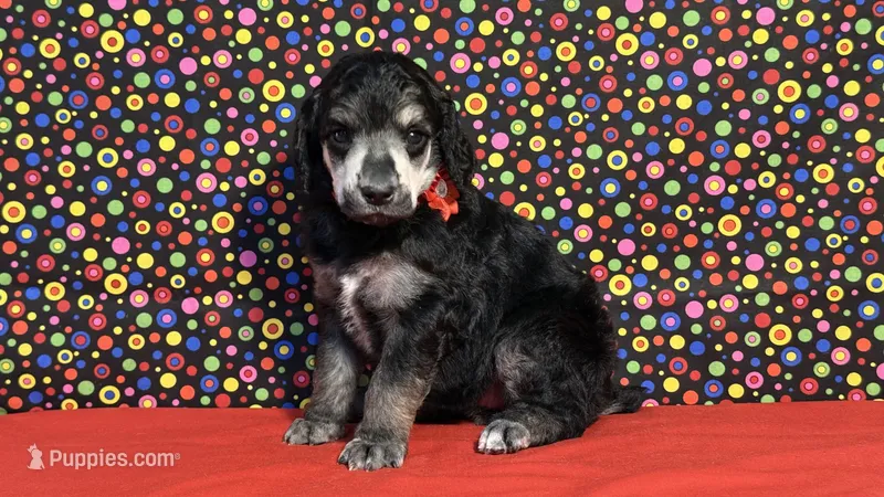 Red – Poodle - Standard  puppy for sale in Houma, LA