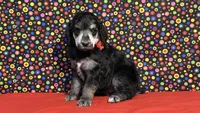 Red, a female Poodle - Standard  for sale in Houma, LA – 1 of 3