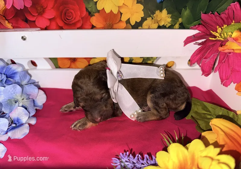 Pink -2 – Poodle - Standard  puppy for sale in Houma, LA