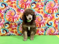 Green-2, a male Poodle - Standard  for sale in Houma, LA – 3 of 9