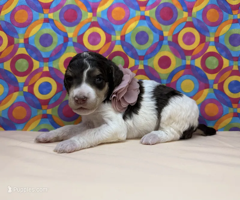 Peach – Poodle - Standard  puppy for sale in Houma, LA