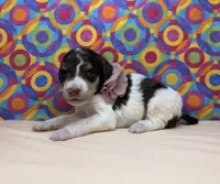 Peach, a female Poodle - Standard  for sale in Houma, LA – 8 of 9