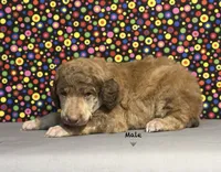 Grey-2, a male Poodle - Standard  for sale in Houma, LA – 6 of 7
