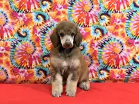 Red - 2, a male Poodle - Standard  for sale in Houma, LA – 4 of 8