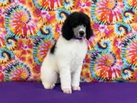 Purple, a female Poodle - Standard  for sale in Houma, LA – 4 of 8