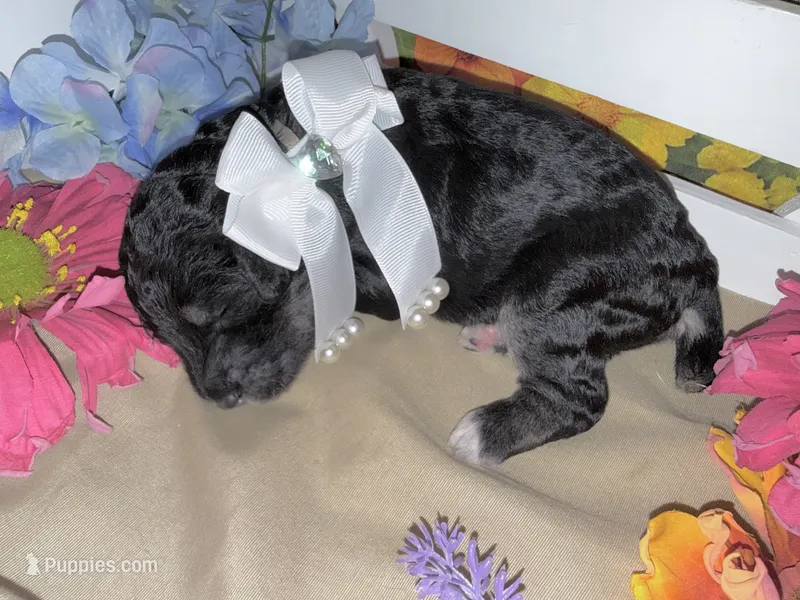 Tan – Poodle - Standard  puppy for sale in Houma, LA