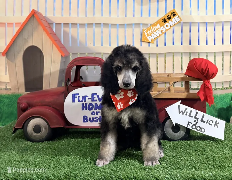 Red – Poodle - Standard  puppy for sale in Houma, LA