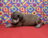 Red - 2, a male Poodle - Standard  for sale in Houma, LA – 7 of 8