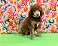 Green-2, a male Poodle - Standard  for sale in Houma, LA – 4 of 9