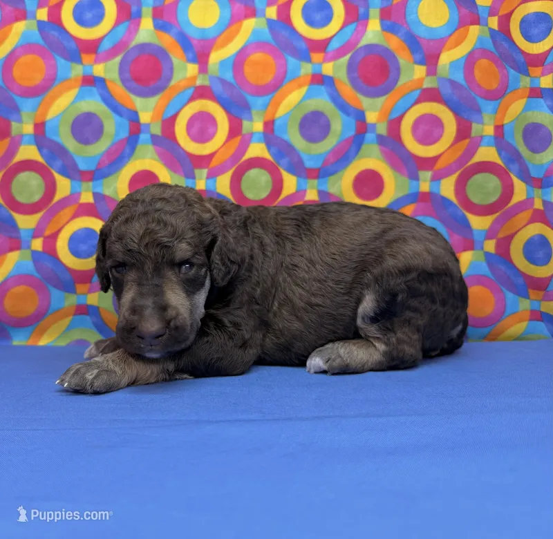 Blue-2 – Poodle - Standard  puppy for sale in Houma, LA