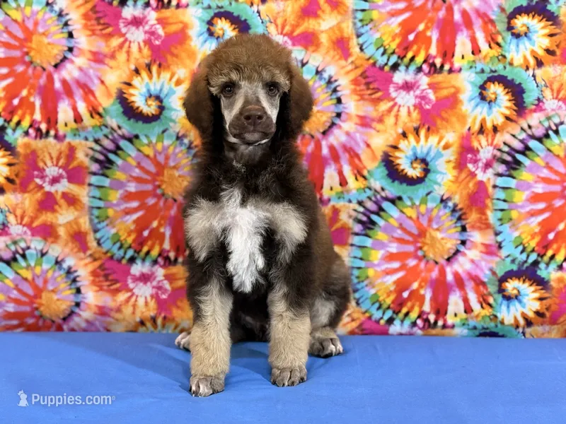 Blue-2 – Poodle - Standard  puppy for sale in Houma, LA