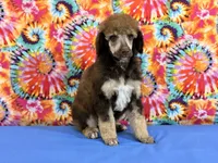 Blue-2, a male Poodle - Standard  for sale in Houma, LA – 2 of 9