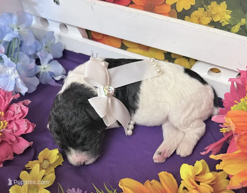 Purple – Poodle - Standard  puppy for sale in Houma, LA