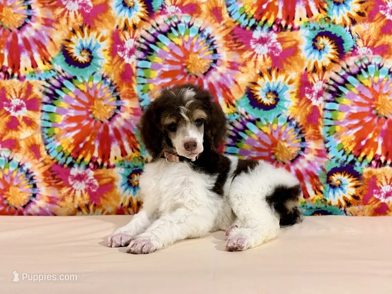 Peach – Poodle - Standard  puppy for sale in Houma, LA