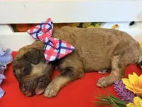 Red - 2, a male Poodle - Standard  for sale in Houma, LA – 1 of 1