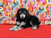 Red, a female Poodle - Standard  for sale in Houma, LA – 5 of 9